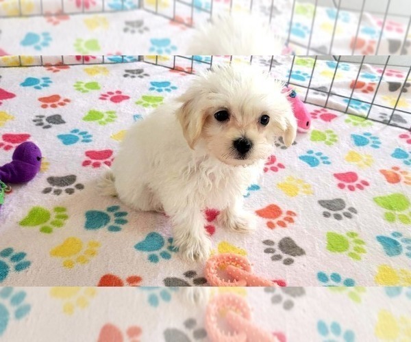 Medium Photo #6 Maltipoo (Toy) Puppy For Sale in ORO VALLEY, AZ, USA
