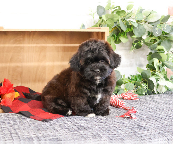 Medium Photo #3 ShihPoo Puppy For Sale in SYRACUSE, IN, USA