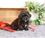 Small #2 ShihPoo