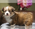 Small Photo #9 Pembroke Welsh Corgi Puppy For Sale in LUTHER, OK, USA