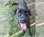Small #2 Labrador Retriever