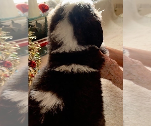 Medium Photo #3 Saint Bernard Puppy For Sale in COLORADO SPRINGS, CO, USA