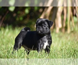 Pug Puppy for Sale in PALM COAST, Florida USA