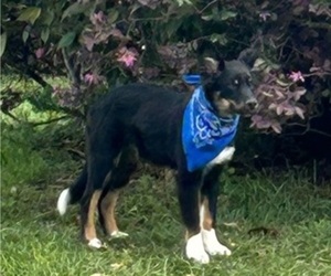 Miniature Australian Shepherd Puppy for sale in BUSH, LA, USA