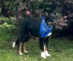 Image preview for Ad Listing. Nickname: Coal