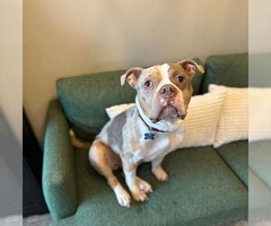 American Pit Bull Terrier-Unknown Mix Dogs for adoption in Fargo, ND, USA
