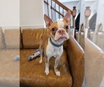 Small Photo #3 Boston Terrier Puppy For Sale in ATLANTA, GA, USA