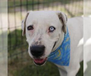 American Staffordshire Terrier-Unknown Mix Dogs for adoption in San Antonio, TX, USA