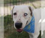 Small American Staffordshire Terrier Mix