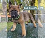 Puppy Puppy 9 dark g German Shepherd Dog-Malinois Mix