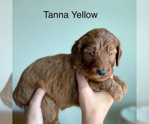 Medium Photo #20 Goldendoodle Puppy For Sale in KISSIMMEE, FL, USA