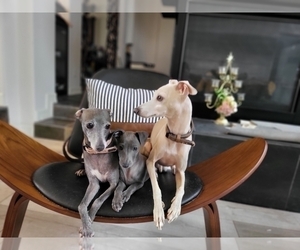 Father of the Italian Greyhound puppies born on 11/03/2024