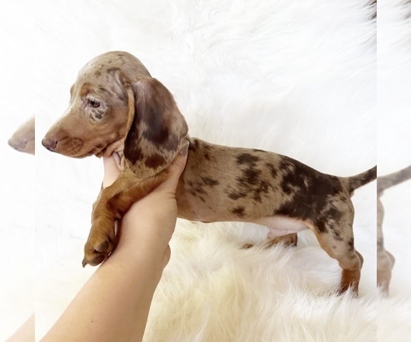 Medium Photo #11 Dachshund Puppy For Sale in DAVIS, CA, USA