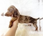 Small #10 Dachshund