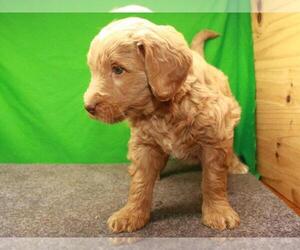 Labradoodle Puppy for sale in SHAWNEE, OK, USA