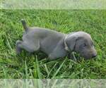 Small Photo #11 Weimaraner Puppy For Sale in SOCIAL CIRCLE, GA, USA