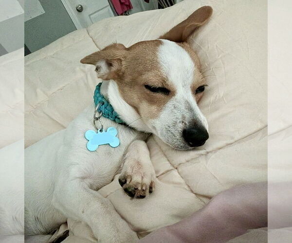 Medium Photo #2 Chihuahua-Unknown Mix Puppy For Sale in Spring Lake, NC, USA