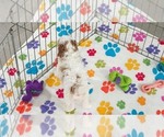 Small #11 Cavapoo (Miniature)-Poodle (Toy) Mix