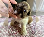 Small Photo #11 Shih Tzu Puppy For Sale in MOORESVILLE, NC, USA