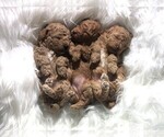 Small Photo #7 Poodle (Toy) Puppy For Sale in CARTHAGE, MO, USA