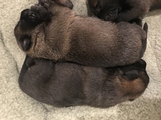 Belgian Malinois Puppy for sale in TULLAHOMA, TN, USA