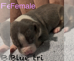 Puppy Puppy 5 American Bully