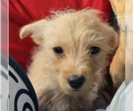 Small #1 Mutt