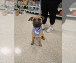 Small #2 Mutt