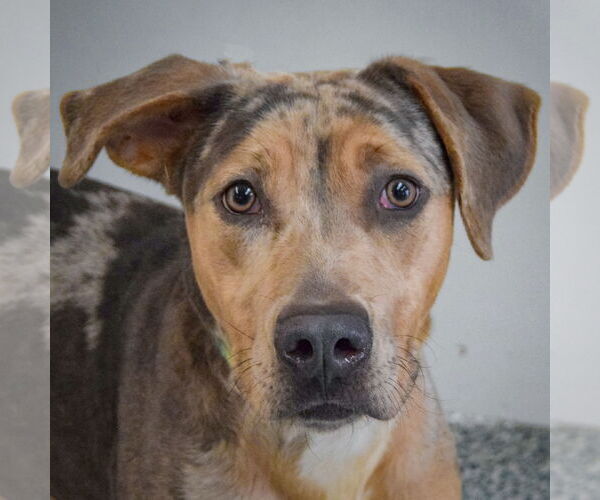 Medium Photo #6 Catahoula Leopard Dog Puppy For Sale in Huntley, IL, USA