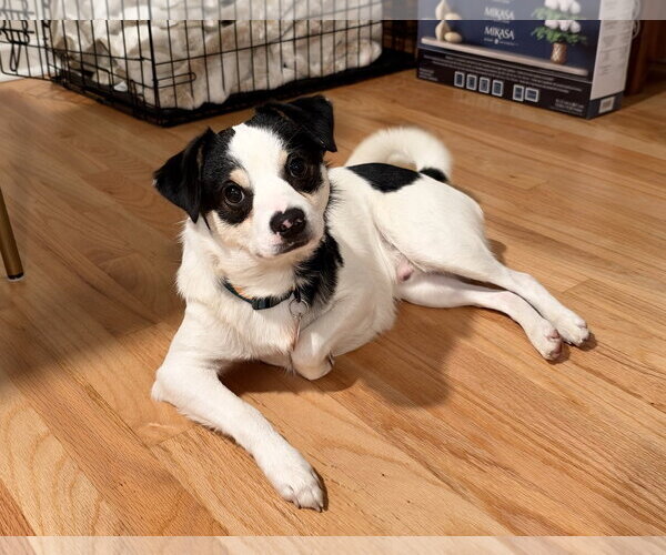 Medium Photo #1 Mutt Puppy For Sale in Bellevue, WA, USA