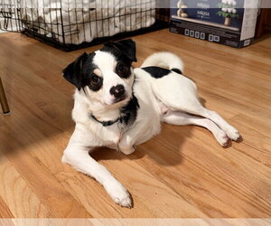 Mutt Dogs for adoption in Bellevue, WA, USA