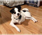 Sid - Male Mutt Dog for Adoption - Small photo