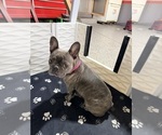 Small Photo #1 French Bulldog Puppy For Sale in BURLINGTON, WI, USA