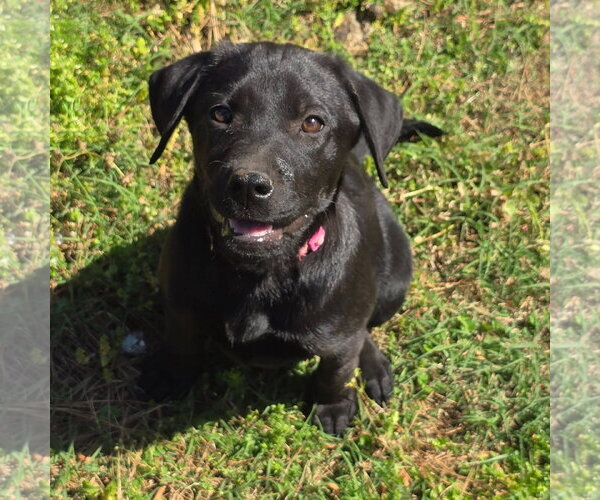 Medium Photo #3 Labrador Retriever-Unknown Mix Puppy For Sale in Alexander, AR, USA