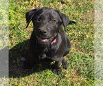 Small #2 Labrador Retriever Mix
