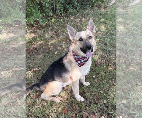Medium Photo #2 German Shepherd Dog-Unknown Mix Puppy For Sale in Spring Lake, NJ, USA