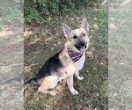 Small #1 German Shepherd Dog Mix