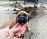 Puppy Lizzy Mastiff