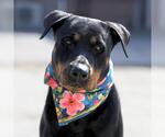 Small Rottweiler Mix