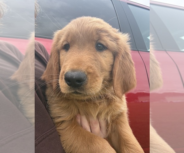 Medium Photo #2 Golden Retriever Puppy For Sale in LAKELAND, FL, USA