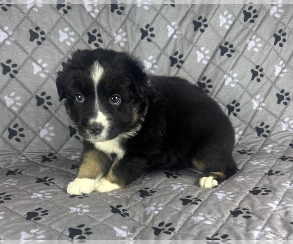 Medium Photo #23 Australian Shepherd Puppy For Sale in SALISBURY, NC, USA
