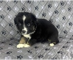 Small Photo #23 Australian Shepherd Puppy For Sale in SALISBURY, NC, USA
