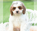 Small #4 Cavapoo (Miniature)
