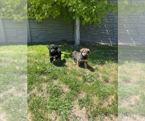 Bernedoodle-German Shepherd Dog Mix Puppy for sale in SALT LAKE CITY, UT, USA