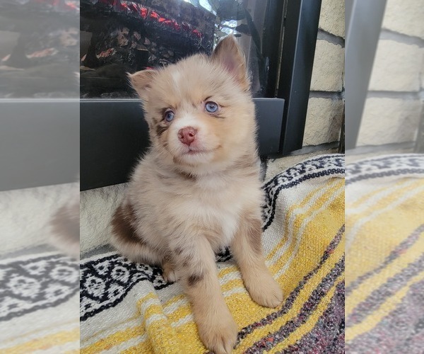 Medium Photo #3 Pomsky Puppy For Sale in KANSAS CITY, KS, USA