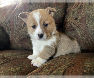 Pembroke Welsh Corgi Puppy for sale in MORGANTOWN, PA, USA