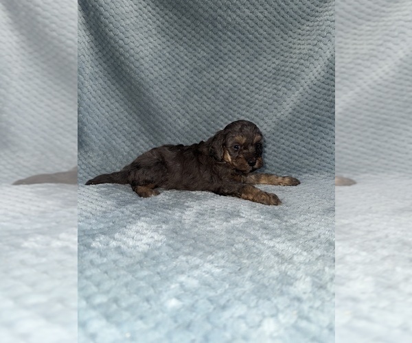 Medium Photo #8 Cavapoo mix (+ Poodle Miniature) Puppy For Sale in MUNFORDVILLE, KY, USA