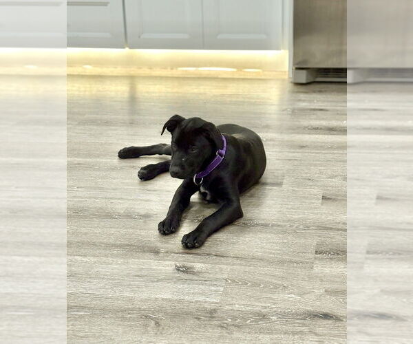 Medium Photo #1 Labrador Retriever-Unknown Mix Puppy For Sale in Brewster, NY, USA