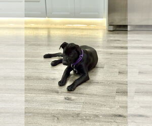 Labrador Retriever-Unknown Mix Dogs for adoption in Brewster, NY, USA