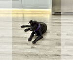 Small Labrador Retriever Mix